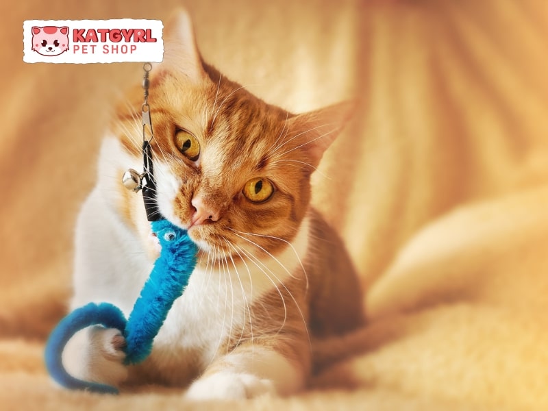 mèo thích chơi đồ chơi có lông