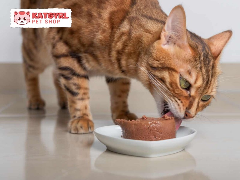 Lựa chọn pate chất lượng cao và nhiều dinh dưỡng cho mèo ăn