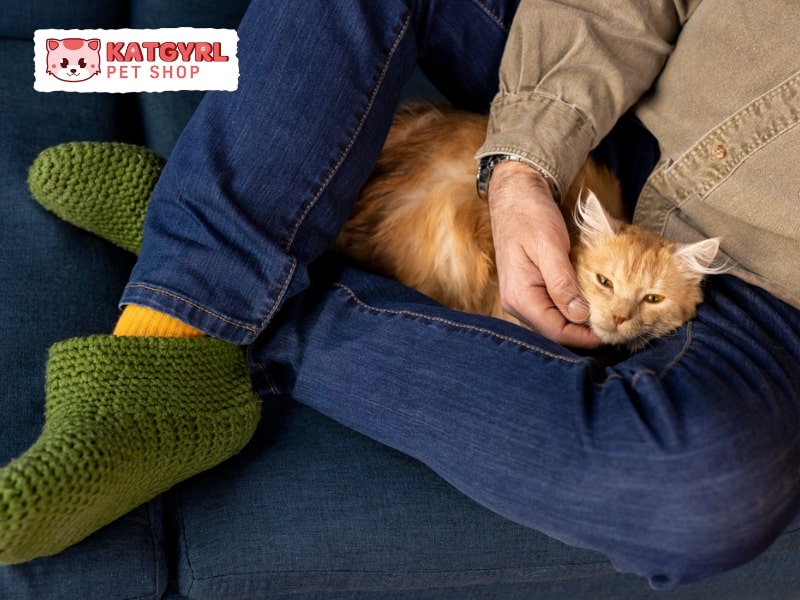 vai trò của mèo có thể chống bệnh tăng huyết áp