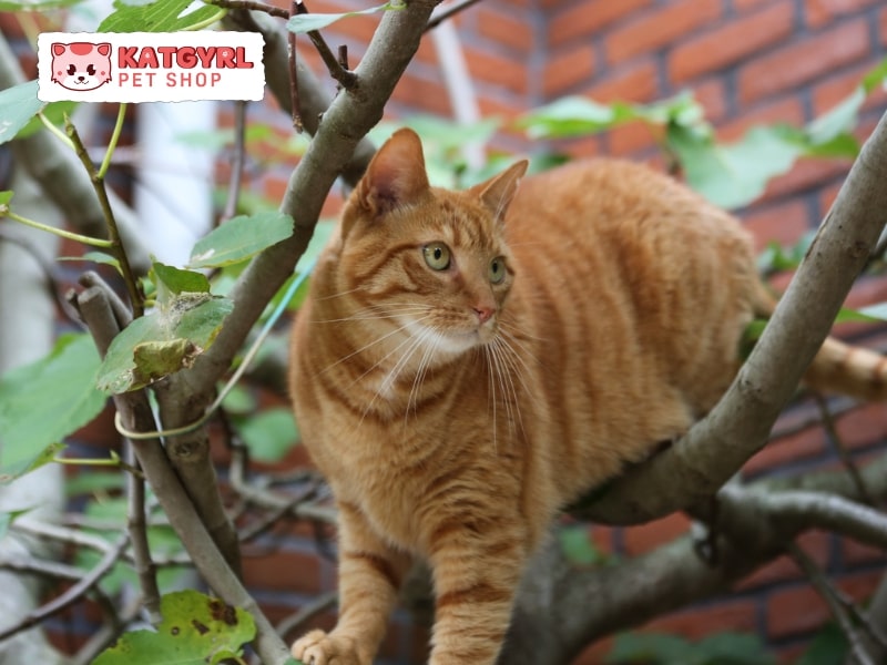 đặc điểm của con mèo nhà rất thích trèo cao