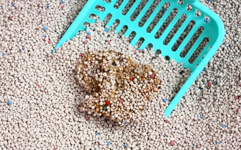 cát đất sét vệ sinh cho mèo vón cục nhanh