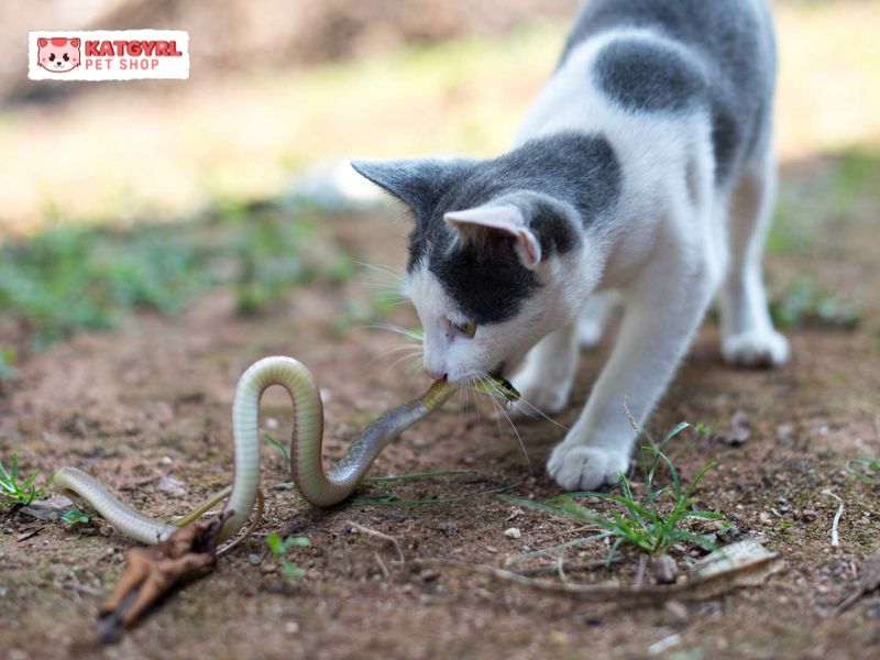 tốc độ phản xạ của mèo nhanh hơn rắn