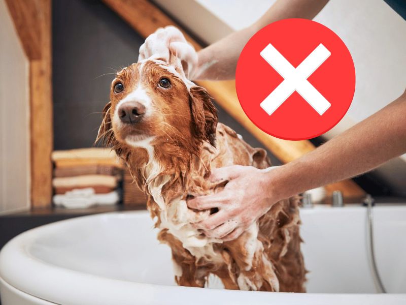 Refrain from bathing your dog for a designated period following application