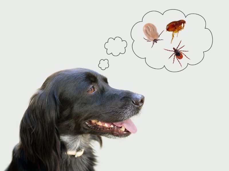 Use flea and tick medications properly